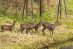 Rehe am Gätenbach