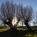 Alte Weiden bei Usadel