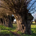 Alte Weiden bei Usadel
