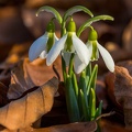 Frühlingsboten