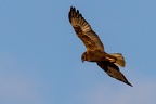  MG 7875-Bearbeitet