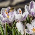 Bienenfleiß
