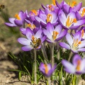 Krokusse