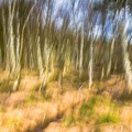 Birkenwischer4