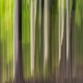 Buchenwischer