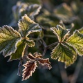 Erster Frost
