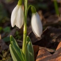 erste schneegloeckchen