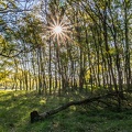Gegenlicht